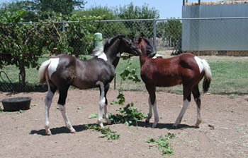 Grulla Tobiano Colt & Bay Tobiano Filly born March/April 2002.