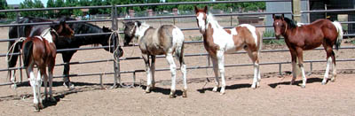 Four foals tied and standing quietly
