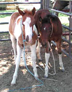 Sorrel Tobiano Colt & Bay Tobiano Filly b. March/April 2002