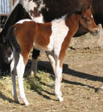 APHA bay tobiano colt at 10 days old