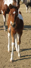 APHA bay tobiano colt at 1 month old
