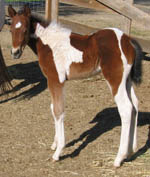 APHA bay tobiano colt at 10 days old