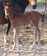 2008 Bay Solid Colt by Jolly Yo Cat x Decco MegaPep