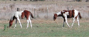 Jolly Yo Cat filly at 10 days old