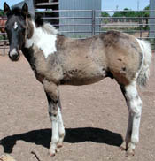 Photo at 2 months old. Click to view a larger image.