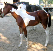 Decco Double O Cat - APHA Reg. Bay Tobiano Colt