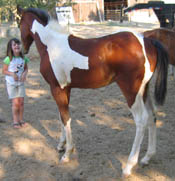 Decco Double O Cat - APHA Reg. Bay Tobiano Colt