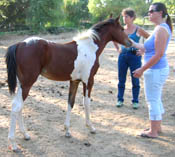 Decco Double O Cat - APHA Reg. Bay Tobiano Colt