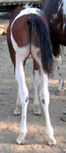 Decco Double O Cat - APHA Reg. Bay Tobiano Colt