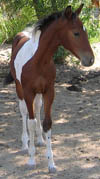 Decco Double O Cat - APHA Reg. Bay Tobiano Colt