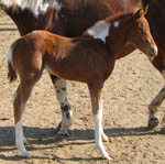 2008 Sorrel Tobiano Filly by Jolly Yo Cat x Decco Megalicious