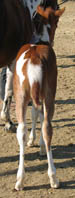 2008 Sorrel Tobiano Filly by Jolly Yo Cat x Decco Megalicious