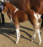 2008 Sorrel Tobiano Filly by Jolly Yo Cat x Decco Megalicious