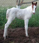 Hickory's Indian Pep filly at 24 hours old