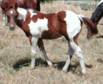 As a weanling
