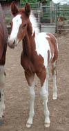 Dual Regard colt at 2 weeks old