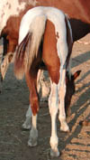 Dual Regard colt at 6  months old