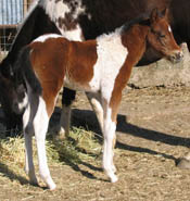 Jolly Yo Cat colt at 12 days old