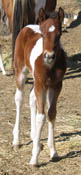 Jolly Yo Cat colt at 12 days old