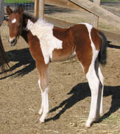 Jolly Yo Cat colt at 12 days old