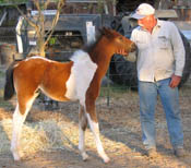 2008 Bay Tobiano Colt at 1 month old