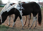 Freckles as a yearling. Click to view a larger image.