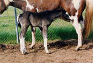 Hank at 2 days old