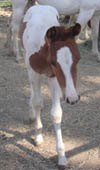 7 week old APHA sorrel tobiano colt