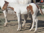 7 week old APHA sorrel tobiano colt