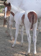 7 week old APHA sorrel tobiano colt