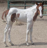 7 week old APHA sorrel tobiano colt
