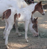 7 week old APHA sorrel tobiano colt