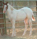 As a weanling