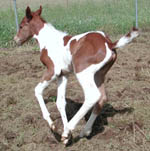 Laker Doc colt at 24 hours old.