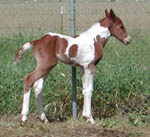 Laker Doc colt at 24 hours old