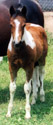 Liz as a foal. Click to view a larger image.