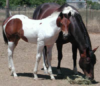 Photo at 3 months old with dam MGM MegaBandit