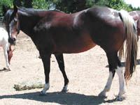 Meggie at 7 years of age (July 2003).