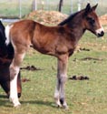 Meggie as a foal.  Click to view a larger image.