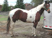 Mo at 5 years old in December 2003 at Folsom Lake before a trail ride.