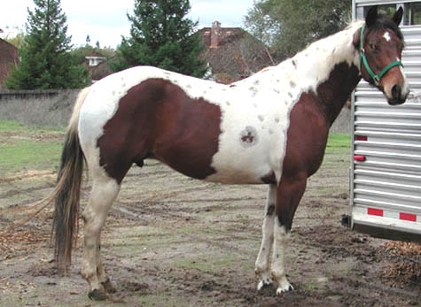 Mo at Folsom Lake for a trail ride in December 2003.