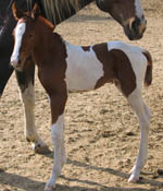 Just born - 2008 Sorrel Tobiano Filly by Atari BobCat x Decco Lo Commotion