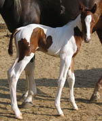 Just born - 2008 Sorrel Tobiano Filly by Atari BobCat x Decco Lo Commotion