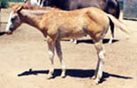 Sandstone as a foal.