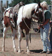 Photo at 2 years of age in training.