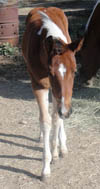 2 months old - APHA bay tobiano filly