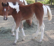 2 months old - APHA bay tobiano filly
