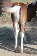 2 months old - APHA bay tobiano filly