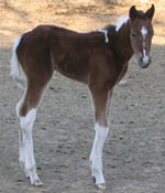 Just born - APHA bay tobiano filly