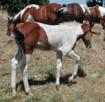 As a weanling